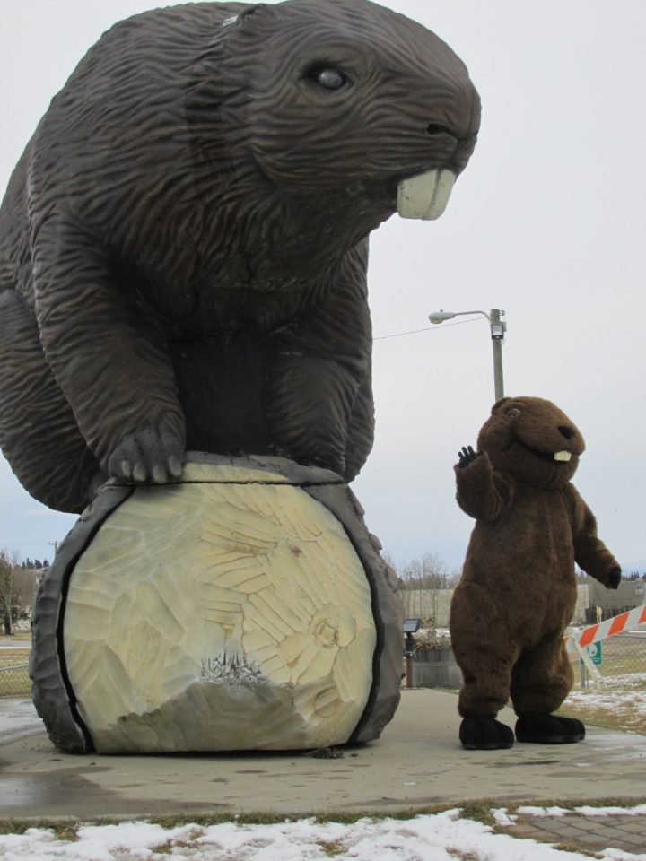 Beaver names chosen... Beaverlodge